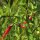 Peperoncino Tabasco (Capsicum frutescens)
