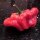 Peperoncino Mini Bonnet (Capsicum baccatum) semi