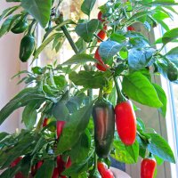 Peperoncino Jalapeño (Capsicum anuum) semi