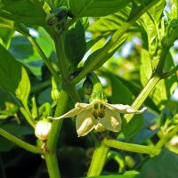 Peperoncino Jalapeño (Capsicum anuum) semi