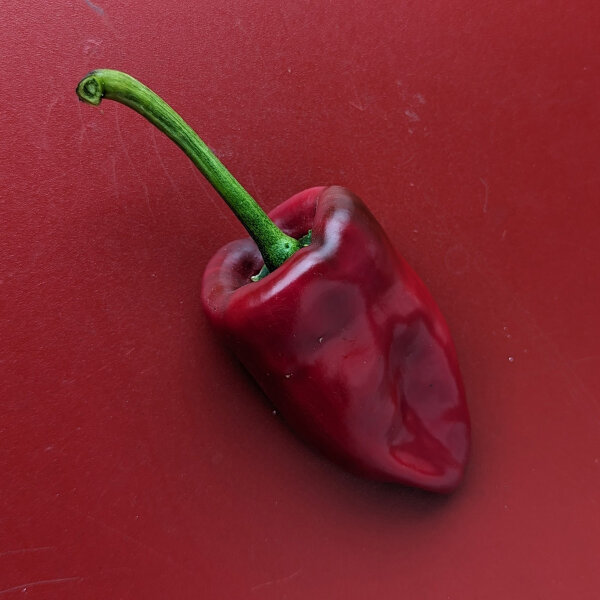 Peperoncino Poblano (Capsicum annuum) semi