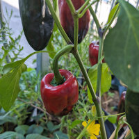 Peperoncino Poblano (Capsicum annuum) semi