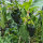 Peperoncino Poblano (Capsicum annuum) semi