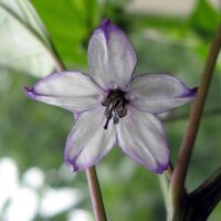Peperoncino Purple Tiger (Capsicum annuum) semi