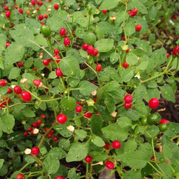 Peperoncino Chiltepin (Capsicum annuum var. aviculare) semi