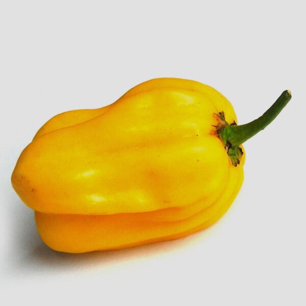 Peperoncino Aji Umba (Capsicum chinense) semi