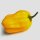 Peperoncino Aji Umba (Capsicum chinense) semi