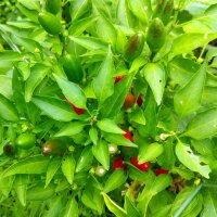 Peperoncino siberiano (Capsicum annuum)