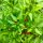 Peperoncino siberiano (Capsicum annuum) semi