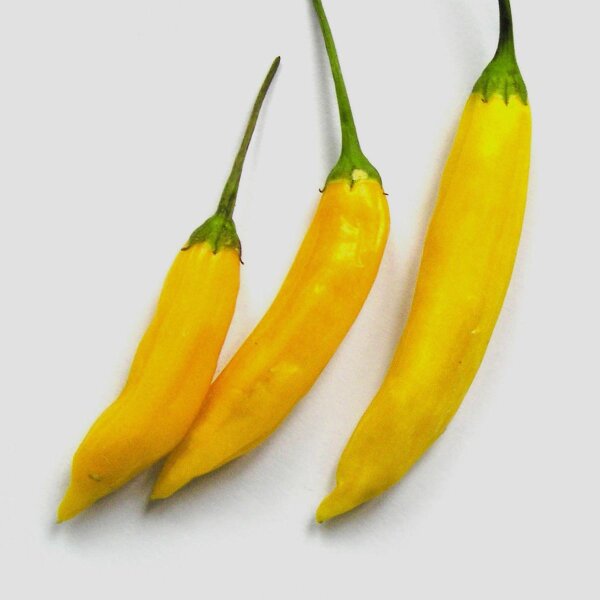 Peperoncino Aji Lemon / Lemon Drop (Capsicum baccatum) semi