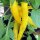 Peperoncino Aji lemon (Capsicum baccatum)