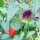 Peperoncino Numex Twilight (Capsicum frutescens) semi