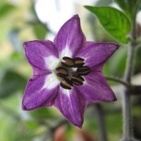 Peperoncino Rocoto (Capsicum pubescens) semi