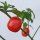 Peperoncino Rocoto (Capsicum pubescens) semi