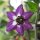 Peperoncino Rocoto (Capsicum pubescens) semi