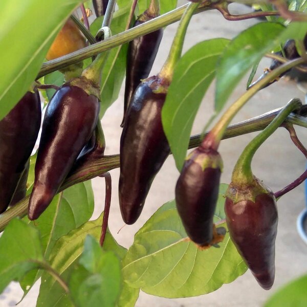 Peperoncino Chilaca (Capsicum annuum) semi
