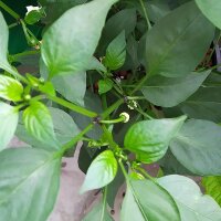 Peperoncino Chilaca (Capsicum annuum) semi