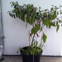 Peperoncino Chilaca (Capsicum annuum) semi