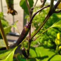 Peperoncino Chilaca (Capsicum annuum) semi