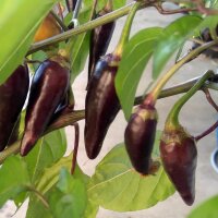 Peperoncino Chilaca (Capsicum annuum)