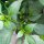 Peperoncino Chilaca (Capsicum annuum) semi