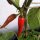 Peperoncino Chilaca (Capsicum annuum) semi