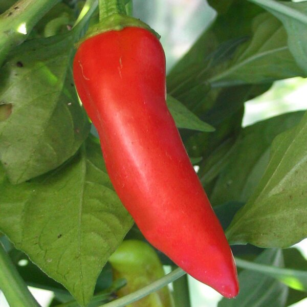 Peperoncino Hungarian Hot Wax (Capsicum annuum) biologico semi