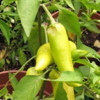 Peperoncino Hungarian Hot Wax (Capsicum annuum) biologico semi
