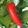 Peperoncino Hungarian Hot Wax (Capsicum annuum) biologico semi