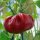 Peperoncino rotondo ungherese (Capsicum annuum) biologico semi