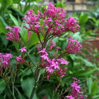 Valeriana rossa (Centranthus ruber) semi