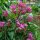 Valeriana rossa (Centranthus ruber) semi