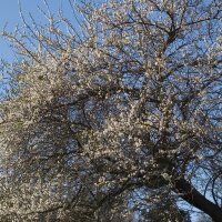 Ciliego selvatico (Prunus avium subsp. avium) semi