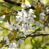 Ciliego selvatico (Prunus avium subsp. avium) semi