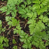 Cerfoglio bulboso (Chaerophyllum bulbosum) semi