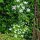 Cerfoglio bulboso (Chaerophyllum bulbosum) semi