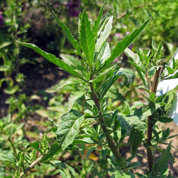 Farinello aromatico (Chenopodium ambrosioides) semi