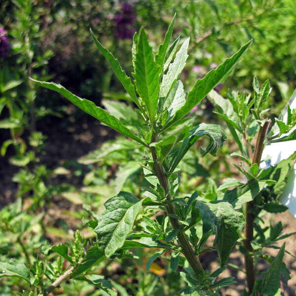 Farinello aromatico (Chenopodium ambrosioides) semi