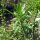 Farinello aromatico (Chenopodium ambrosioides) semi