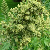 Quinoa (Chenopodium quinoa) semi