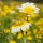 Crisantemo giallo (Chrysanthemum coronarium) semi