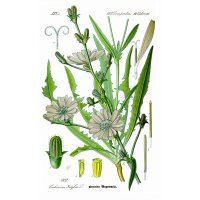 Cicoria di Bruxelles (Cichorium intybus) semi
