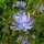 Cicoria di Bruxelles (Cichorium intybus) semi