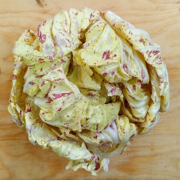 Radicchio Variegato di Castelfranco (Cichorium intybus var. foliosum) semi