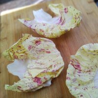 Radicchio Variegato di Castelfranco (Cichorium intybus var. foliosum) semi