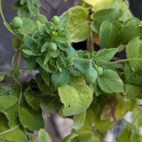 Dang Shen (Codonopsis pilosula) semi