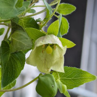 Dang Shen (Codonopsis pilosula) semi