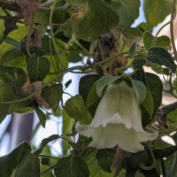 Dang Shen (Codonopsis pilosula) semi