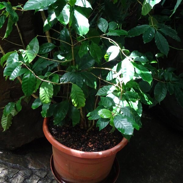Caffé varietà Arabica (Coffea arabica) semi