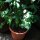 Caffé varietà Arabica (Coffea arabica) semi